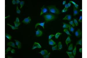 Immunofluorescence (IF) image for anti-Heat Shock 70kDa Protein 8 (HSPA8) (AA 2-646) antibody (ABIN7154884)