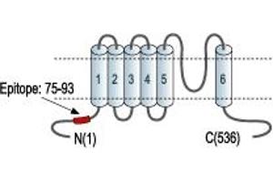 Representative domain view of the target of ABIN7885258.
