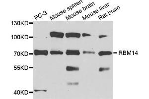 Western blot analysis of extracts of various cell lines, using RBM14 antibody (ABIN5972478) at 1/1000 dilution. (RBM14 Antikörper)