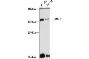 Western blot analysis of extracts of various cell lines, using RBM7 antibody (ABIN7270088) at 1:1000 dilution. (RBM7 Antikörper  (AA 1-266))