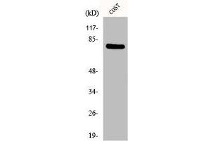 Western Blot analysis of COS7 cells using DQX1 Polyclonal Antibody (DQX1 Antikörper  (C-Term))