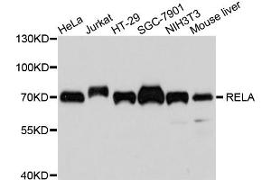 Western blot analysis of extracts of various cell lines, using RELA antibody (ABIN5996868) at 1/1000 dilution. (NF-kB p65 Antikörper)