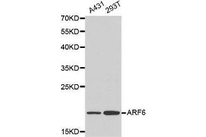 Western blot analysis of A431 cell and 293T cell lysate using ARF6 antibody.