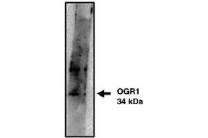 Image no. 1 for anti-G Protein-Coupled Receptor 68 (GPR68) antibody (ABIN265065) (GPR68 Antikörper)