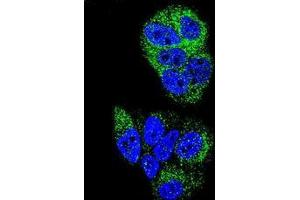 Confocal immunofluorescent analysis ofHNF4 alpha / TCF14 Antibody (N-term) Cat. (HNF4A Antikörper  (N-Term))