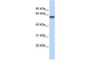 Western Blotting (WB) image for anti-Peptidase D (PEPD) antibody (ABIN2459963)