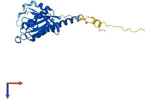 RIT1 Protein (AA 1-219) (His tag)