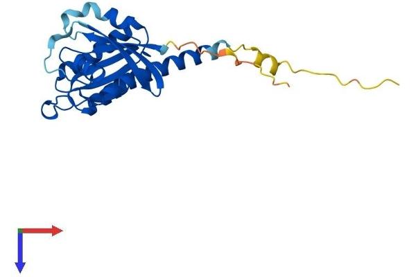 RIT1 Protein (AA 1-219) (His tag)