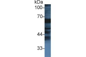 Western Blot; Sample: Bovine Small intestine lysate; Primary Ab: 1µg/ml Rabbit Anti-Bovine FGa Antibody Second Ab: 0. (FGA Antikörper  (AA 39-615))