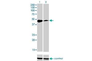 Western blot analysis of TFAP2A over-expressed 293 cell line, cotransfected with TFAP2A Validated Chimera RNAi (Lane 2) or non-transfected control (Lane 1).