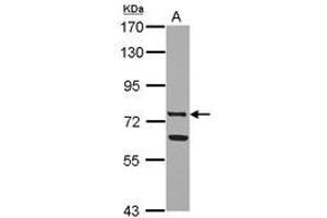 Image no. 2 for anti-Lactotransferrin (LTF) (AA 98-412) antibody (ABIN1499234) (Lactoferrin Antikörper  (AA 98-412))
