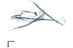 MCC Protein (AA 1-829) (His tag)