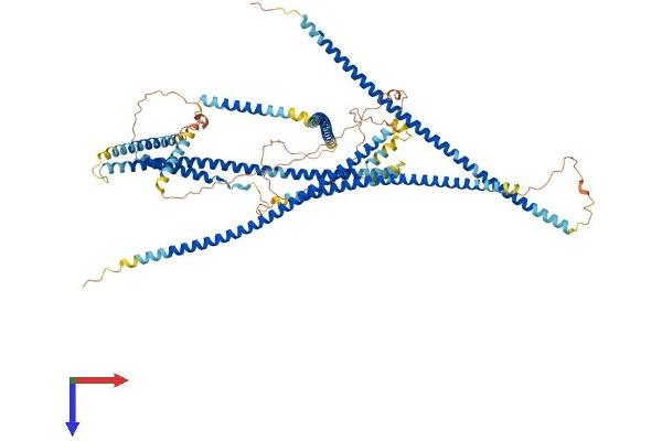 MCC Protein (AA 1-829) (His tag)