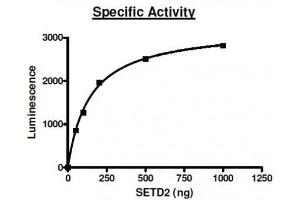 Set2 activity assay. (SETD2 Protein (AA 1418-1714, Lys36) (GST tag))