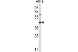 Western Blotting (WB) image for anti-Olfactory Receptor, Family 51, Subfamily S, Member 1 (OR51S1) antibody (ABIN2996656) (OR51S1 Antikörper)