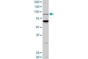 PCAF monoclonal antibody (M04), clone 5E11. (KAT2B Antikörper  (AA 353-452))