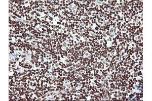 Image no. 9 for anti-THUMP Domain Containing 1 (THUMPD1) antibody (ABIN1501384) (THUMPD1 Antikörper)