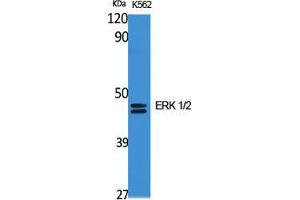 Western Blot (WB) analysis of specific cells using ERK 1/2 Polyclonal Antibody. (ERK1/2 Antikörper  (C-Term))