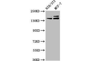 Western Blot Positive WB detected in: NIH/3T3 whole cell lysate, MCF-7 whole cell lysate All lanes: UMODL1 antibody at 5. (UMODL1 Antikörper  (AA 537-654))