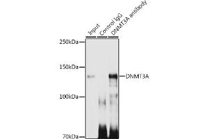 Immunoprecipitation analysis of 300 μg extracts of 293T cells using 3 μg DNMT3A antibody (ABIN7266806). (DNMT3A Antikörper)