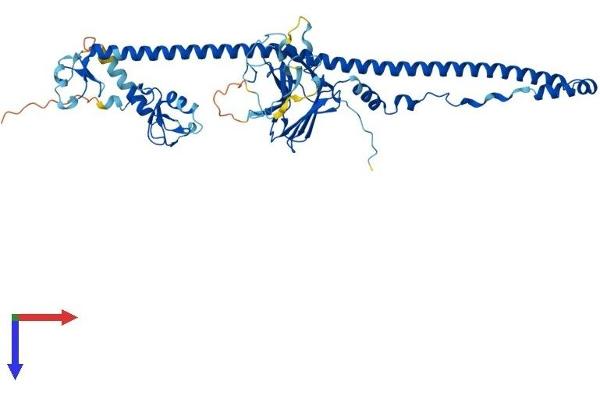 TRIM35 Protein (AA 1-493) (His tag)