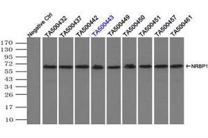 Image no. 6 for anti-Nuclear Receptor Binding Protein 1 (NRBP1) antibody (ABIN1499825)