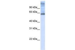 Image no. 1 for anti-Chromosome 3 Open Reading Frame 17 (C3orf17) (C-Term) antibody (ABIN6740905) (C3orf17 Antikörper  (C-Term))
