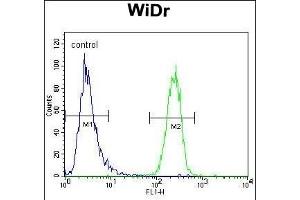 UTS2 Antibody (N-term) (ABIN392523 and ABIN2842080) flow cytometric analysis of WiDr cells (right histogram) compared to a negative control cell (left histogram). (Urotensin 2 Antikörper  (N-Term))