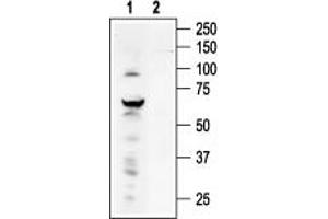 Western blot analysis of ND7/23 Mouse neuroblastoma /rat dorsal root ganglion neuron hybrid cell line lysate: - 1. (TRPV4 Antikörper  (C-Term, Intracellular))