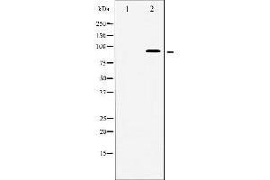 Western blot analysis of MSK1 phosphorylation expression in HeLa whole cell lysates,The lane on the left is treated with the antigen-specific peptide. (MSK1 Antikörper  (pSer376))