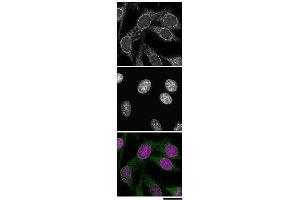 Immunofluorescence (IF) image for anti-Nucleoporin 98kDa (NUP98) (AA 1-466) antibody (ABIN2452066)