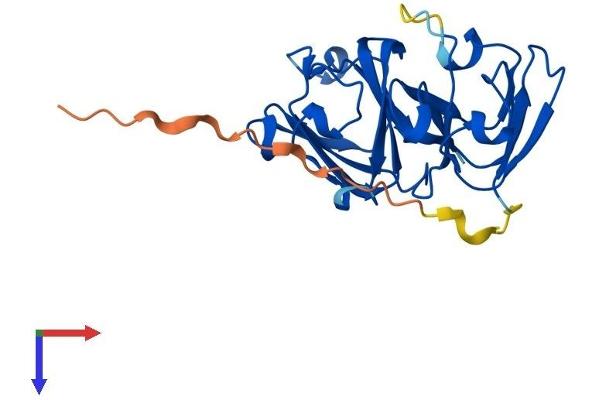 CRYBA1 Protein (AA 1-215) (His tag)
