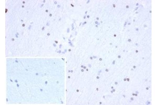 Recombinant OLIG2 antibody  (AA 200-300)