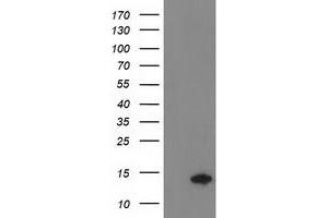 Image no. 2 for anti-Coiled-Coil-Helix-Coiled-Coil-Helix Domain Containing 5 (CHCHD5) antibody (ABIN1497488) (CHCHD5 Antikörper)