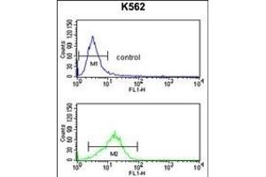 NCF4 Antibody (C-term) (ABIN391905 and ABIN2841721) flow cytometry analysis of K562 cells (bottom histogram) compared to a negative control cell (top histogram).