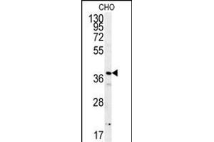 PRNIP Antibody (C-term) (ABIN651984 and ABIN2840482) western blot analysis in CHO cell line lysates (15 μg/lane). (ERI3 Antikörper  (C-Term))