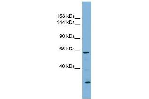 Klotho antibody used at 1 ug/ml to detect target protein.