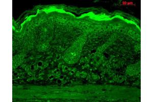 Immunohistochemistry analysis using Rabbit Anti-Calnexin-CT Polyclonal Antibody . (Calnexin Antikörper  (C-Term) (APC))