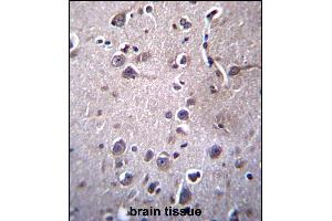 ITM2B Antibody (C-term) (ABIN657087 and ABIN2846247) immunohistochemistry analysis in formalin fixed and paraffin embedded human brain tissue followed by peroxidase conjugation of the secondary antibody and DAB staining. (ITM2B Antikörper  (C-Term))