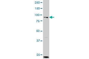 GCN5L2 monoclonal antibody (M01), clone 4D3 Western Blot analysis of GCN5L2 expression in K-562 . (KAT2A Antikörper  (AA 738-837))