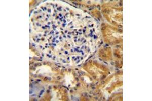 Immunohistochemistry analysis in formalin fixed and paraffin embedded human kidney tissue reacted with PEAR1 Antibody (C-term) followed which was peroxidase conjugated to the secondary antibody and followed by  DAB staining. (PEAR1 Antikörper  (C-Term))