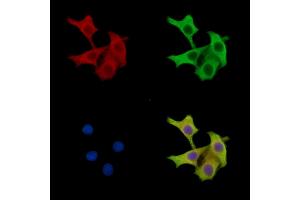 ABIN7096733 and ABIN7100798 staining HepG2 cells by IF/ICC. (TRABD Antikörper)
