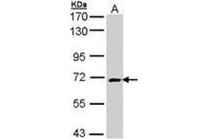 Image no. 1 for anti-Collapsin Response Mediator Protein 1 (CRMP1) (AA 148-389) antibody (ABIN467531)