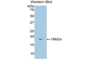 Western Blotting (WB) image for anti-Fibronectin Type III Domain Containing 5 (FNDC5) (AA 2-137) antibody (ABIN2929323)