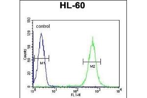 PDXD1 Antibody (C-term) (ABIN651141 and ABIN2840095) flow cytometric analysis of HL-60 cells (right histogram) compared to a negative control cell (left histogram). (PDXDC1 Antikörper  (C-Term))