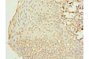Immunohistochemistry of paraffin-embedded human tonsil tissue using ABIN7167298 at dilution of 1:100 (RAB33A Antikörper  (AA 1-237))