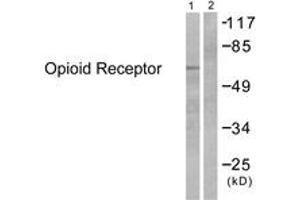 Western blot analysis of extracts from 293 cells, treated with EGF 200ng/ml 30', using Opioid Receptor (Ab-375) Antibody. (Opioid Receptor (AA 341-390) Antikörper)