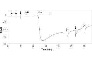 MitTx Toxin (α and β subunits, at a stoichiometry of 1:1) activates ASIC1a channels heterologously expressed in Xenopus oocytes. (MitTx Toxin Protein)