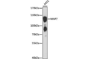 Western blot analysis of extracts of A-431 cells, using M antibody (ABIN1680762, ABIN3018753, ABIN3018754 and ABIN6220567) at 1:3000 dilution.
