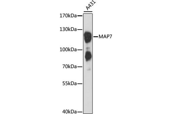 MAP7 anticorps  (AA 490-749)